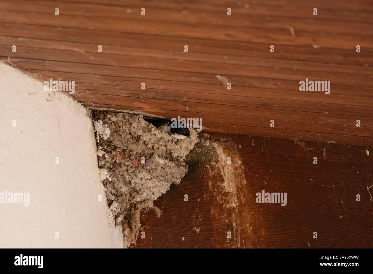 Swallow glances attentively from her nest Stock Photo