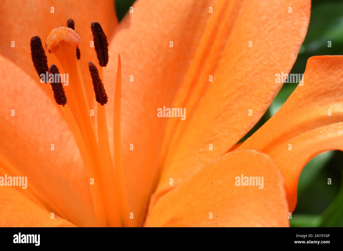 Beautiful lily growing in garden Stock Photo Alamy