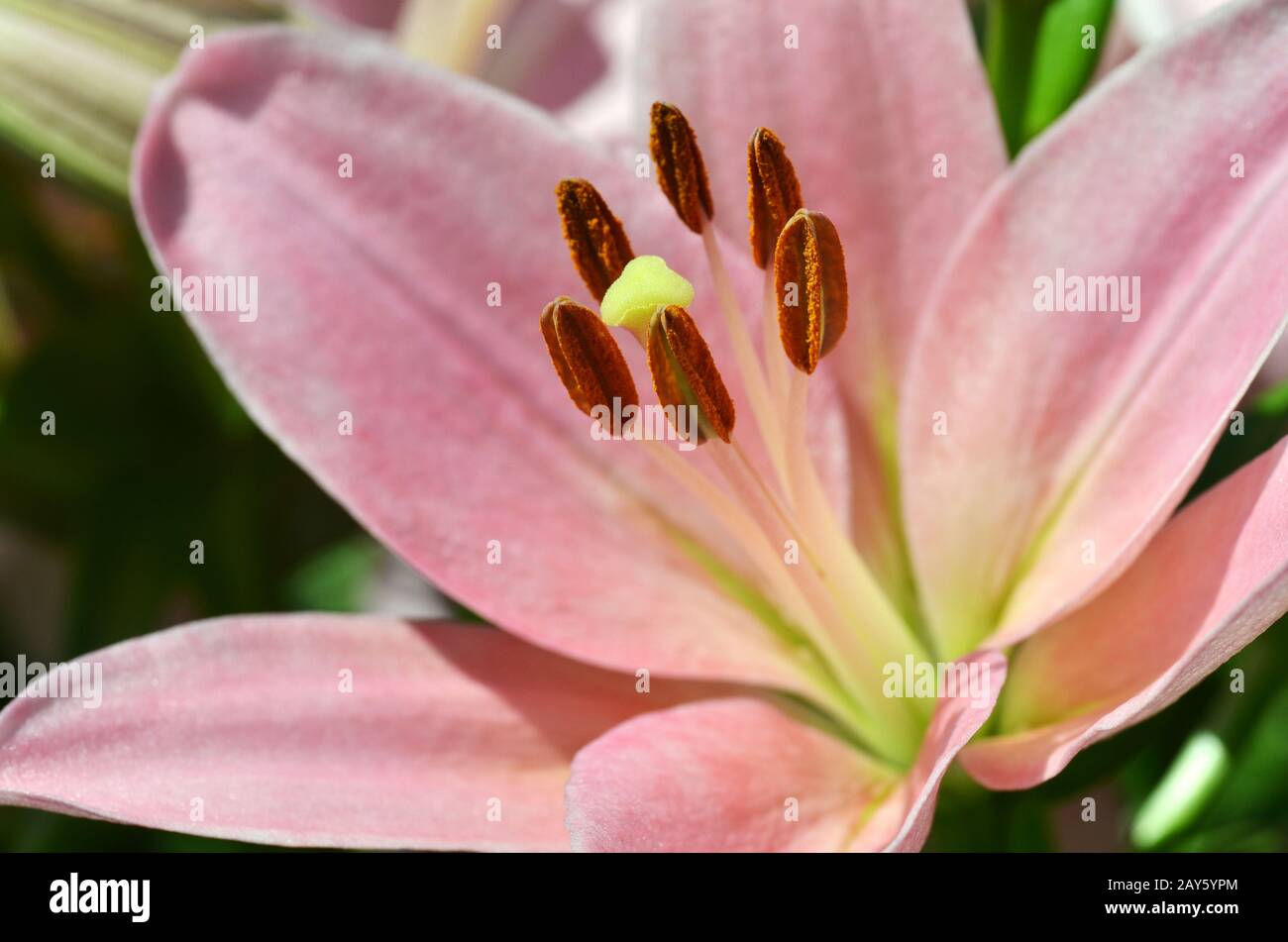 Beautiful lily growing in garden Stock Photo Alamy
