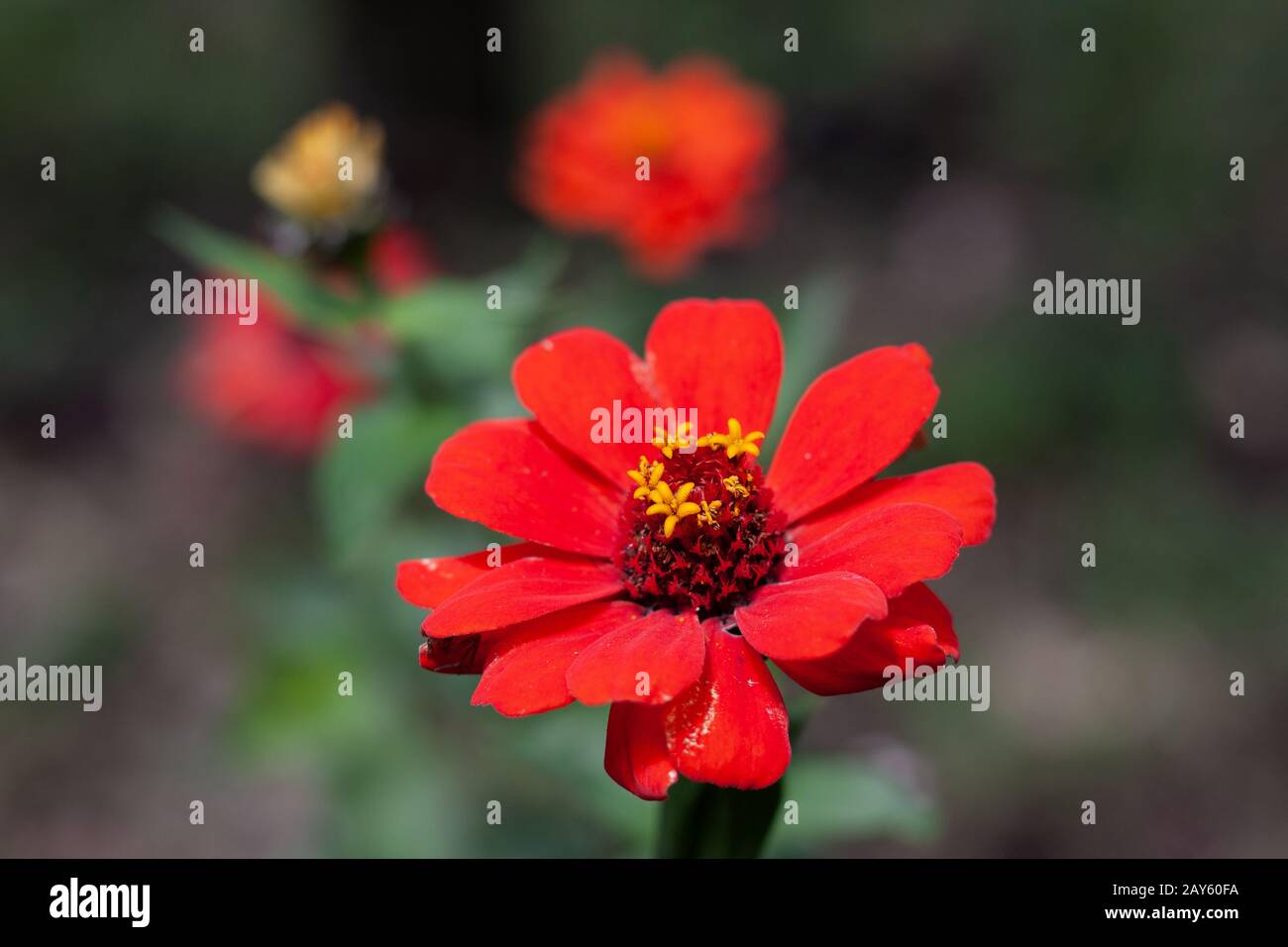 American flora hi-res stock photography and images - Alamy