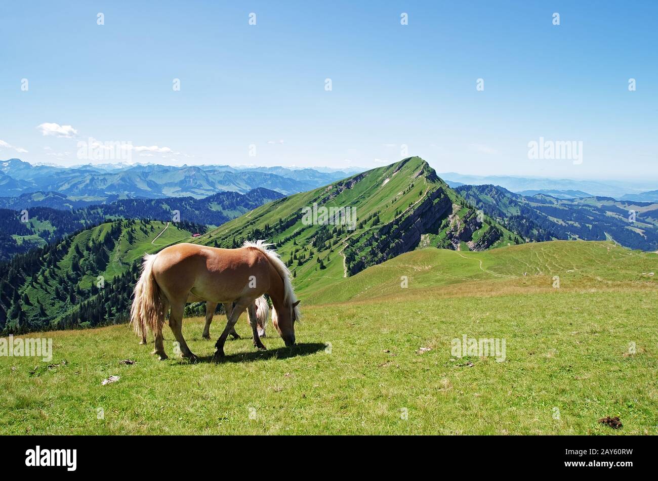 Haflinger Horse - Views of the Hochgrat and the Alps Stock Photo