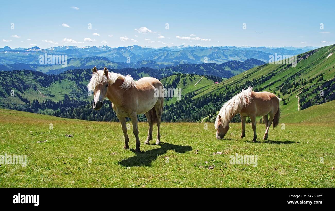 Haflinger Horse - Views of the Hochgrat and the Alps Stock Photo