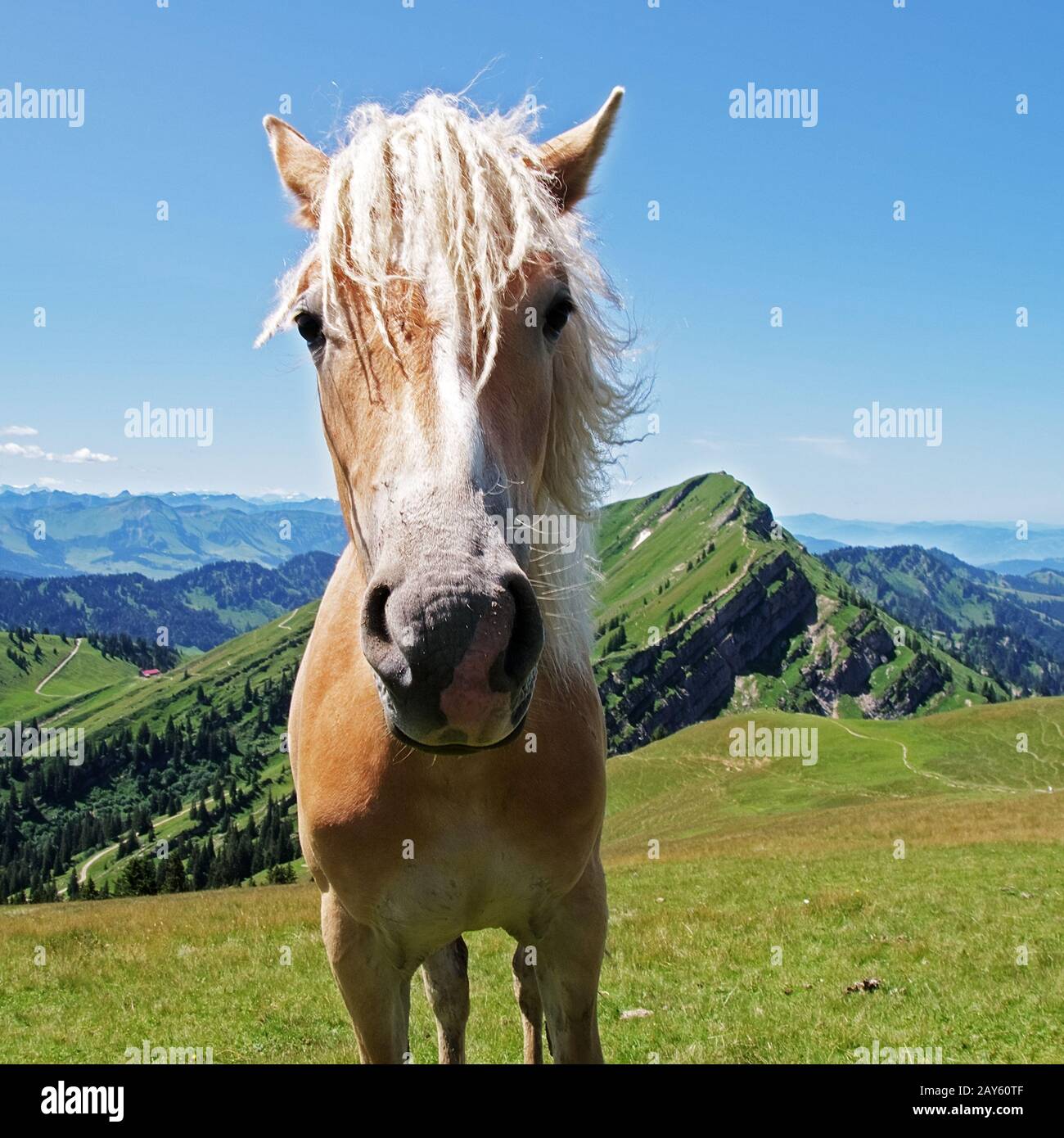 Haflinger Horse on the Mountains of Nagelfluhkette Stock Photo