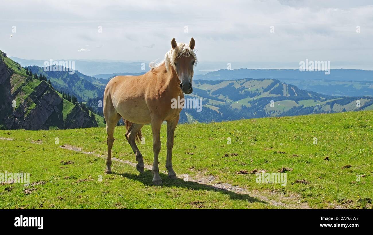 Haflinger Horse on the Mountains of Nagelfluhkette Stock Photo