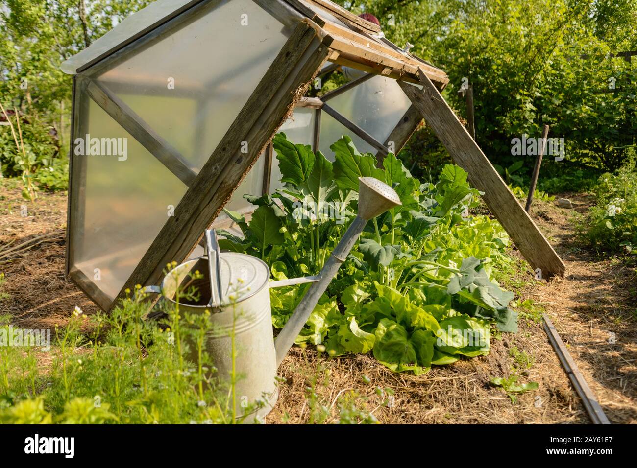 Vegetable garden with green salad in handmade cold frame Stock Photo