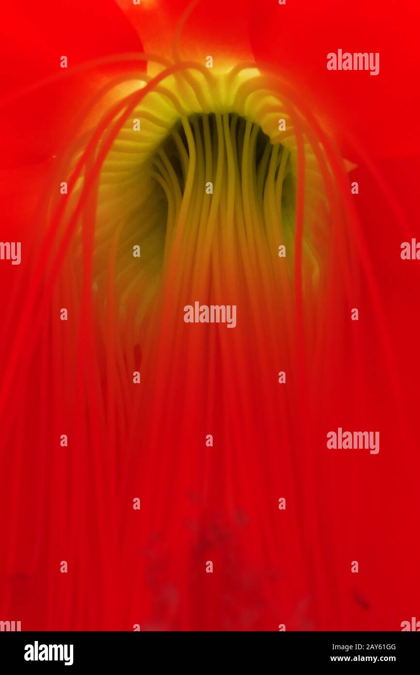 Flower base and stamens of an Easter cactus Hatiora Stock Photo Alamy