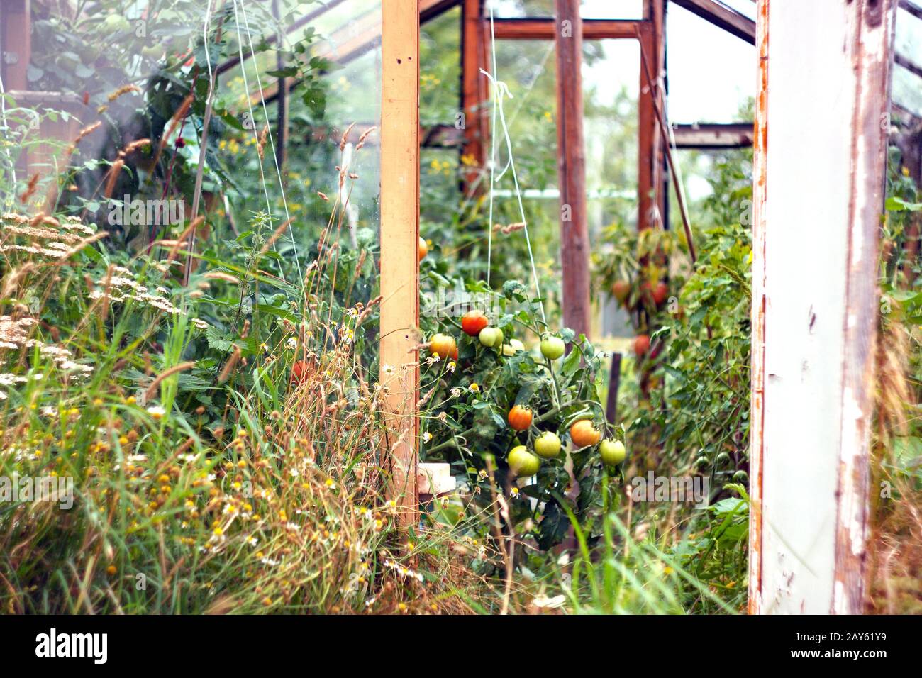Homemade rustic greenhouse made of glass and old boards  Stock Photo