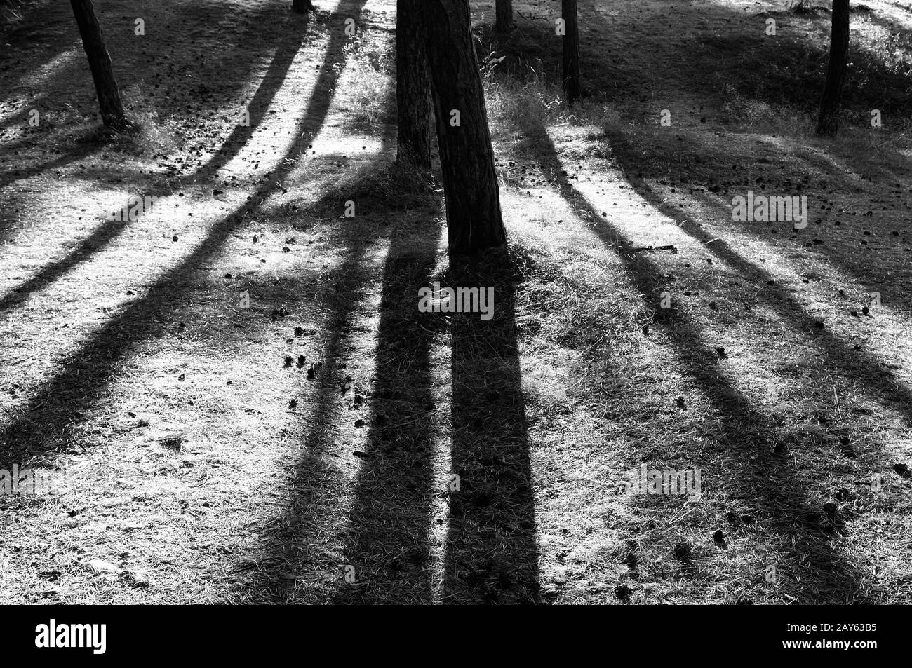 the long shadows in the pine forest in black and white Stock Photo