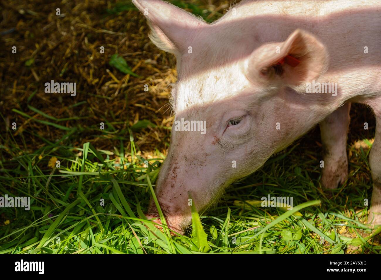 Pig eats fresh grass with pleasure - Portrait Stock Photo