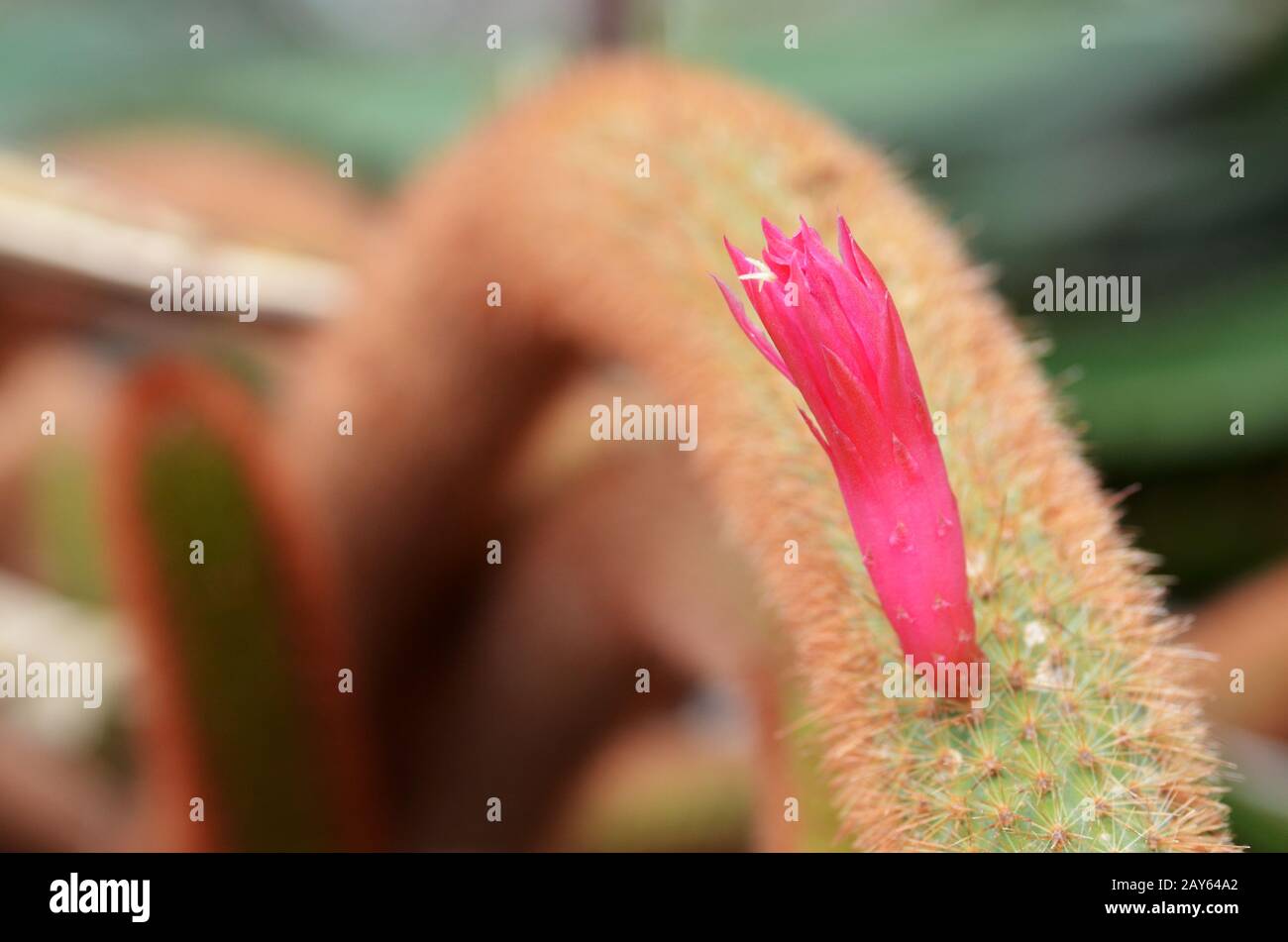 Pink flowers of golden rat-tailed cactus Stock Photo