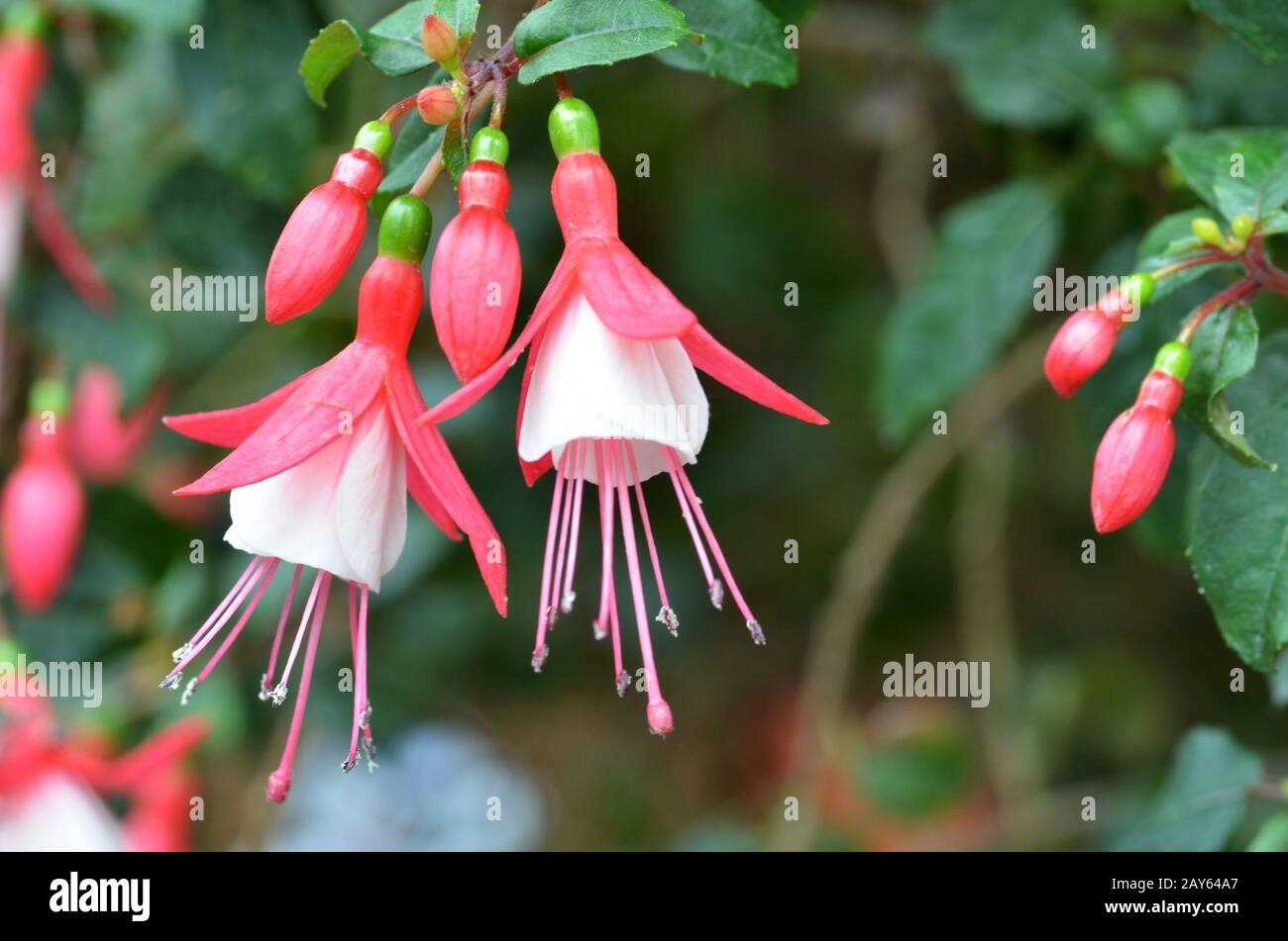 Ballerina flowers hi-res stock photography and images - Alamy