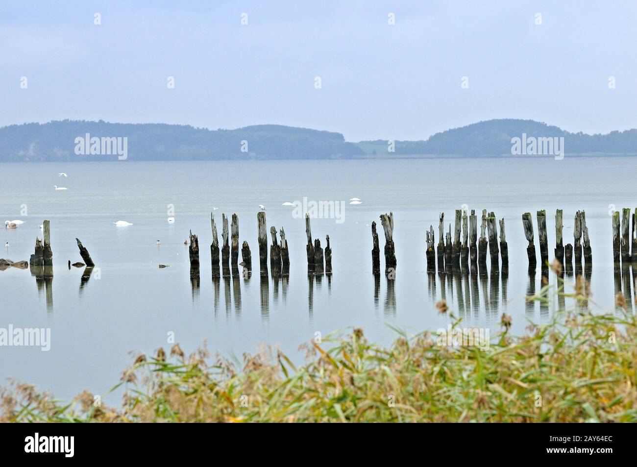 Remains of Wooden groynes in the harbor of Polchow Rügen Baltic Sea Germany Stock Photo