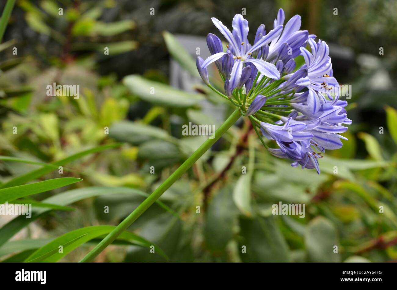 Flowers of the Agapanthus Stock Photo