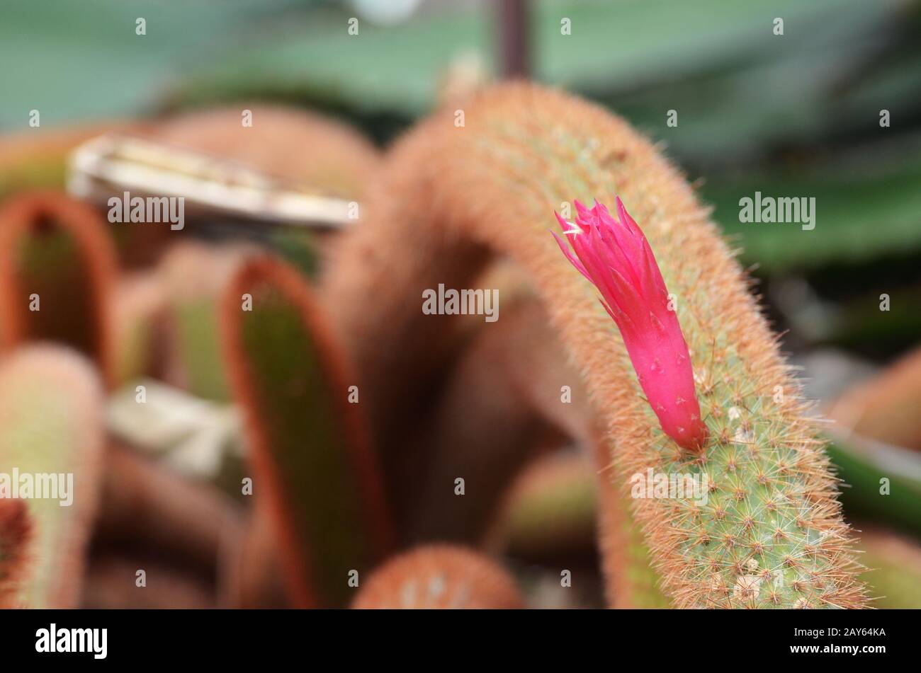 Pink flowers of golden rat-tailed cactus Stock Photo