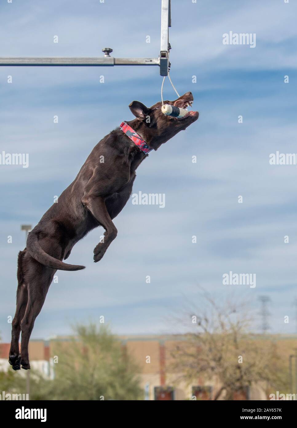 Dock diving labrador retriever grabbing a toy over the pool in a high