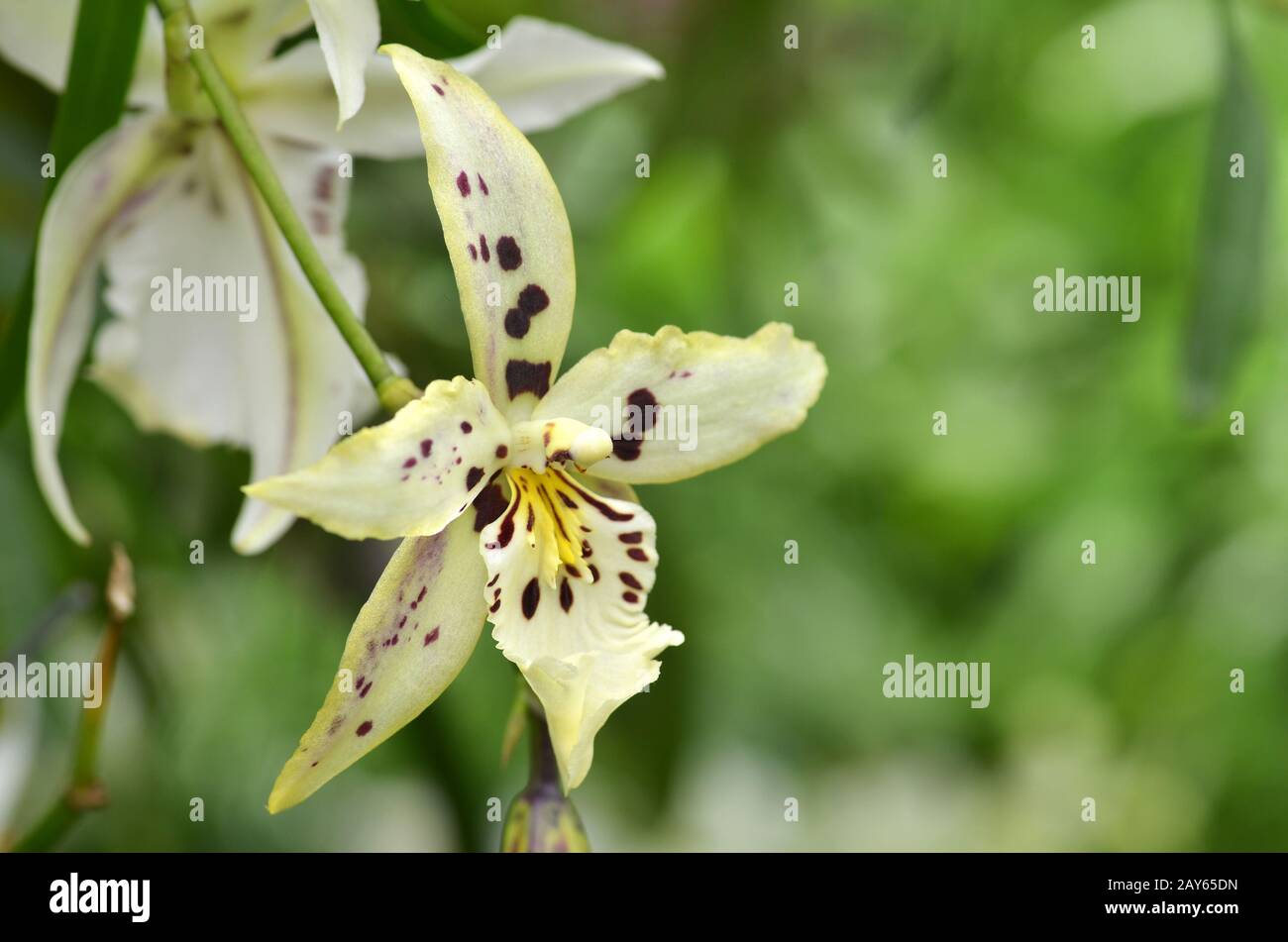 Blossom vanda orchid Stock Photo