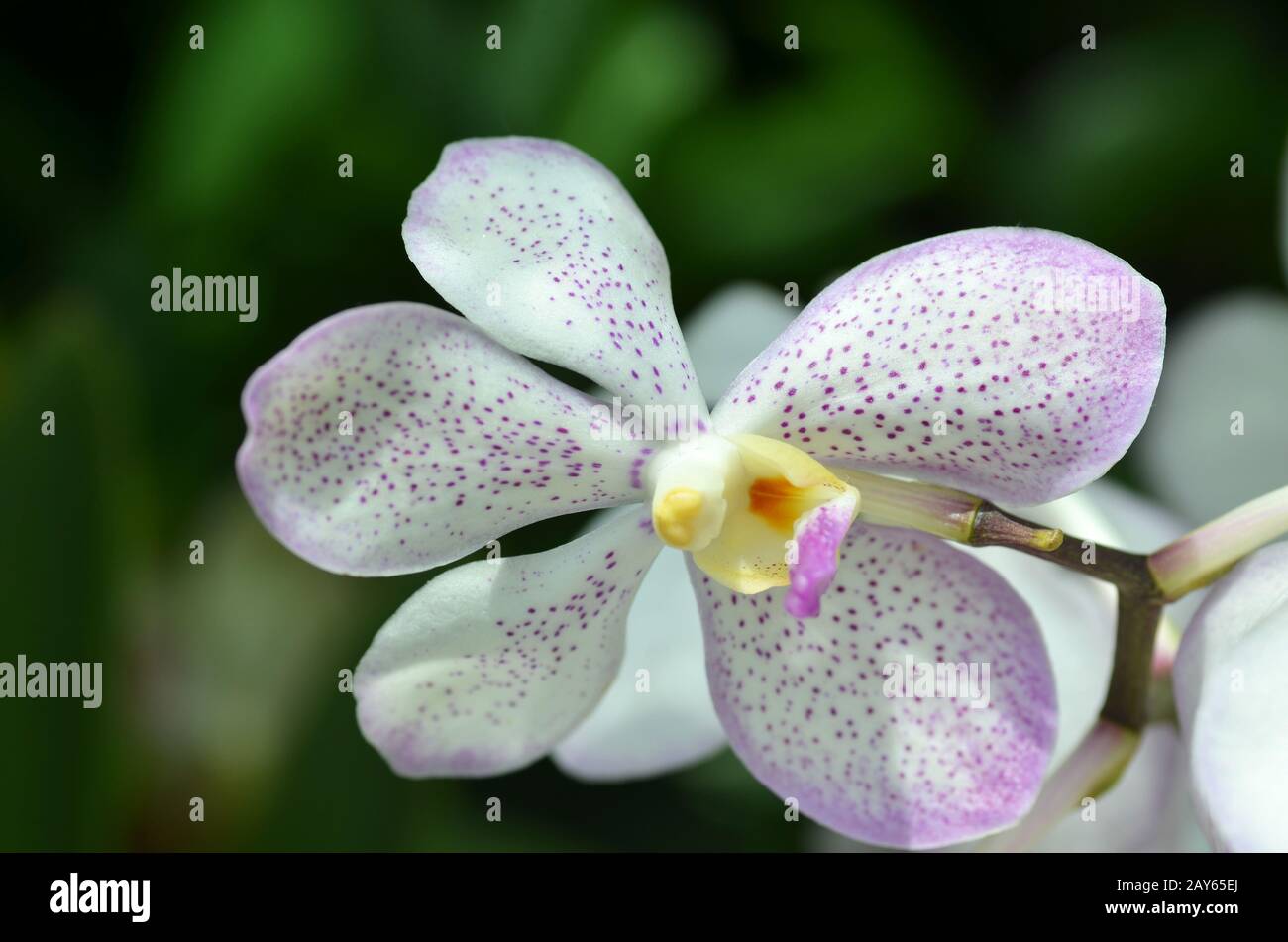 Blossom vanda orchid Stock Photo