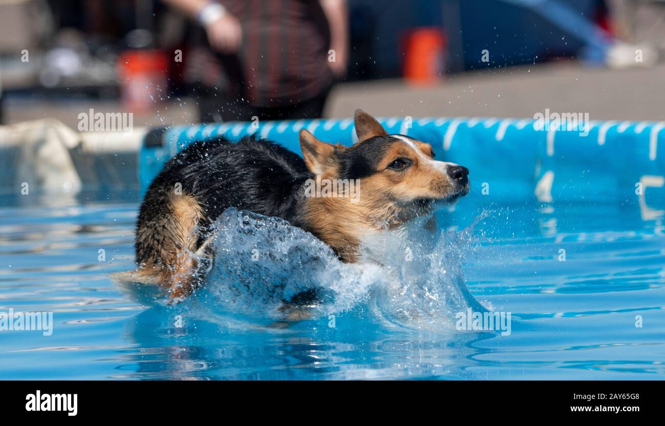 Corgi landing in the pool after jumping off the dock Stock Photo - Alamy