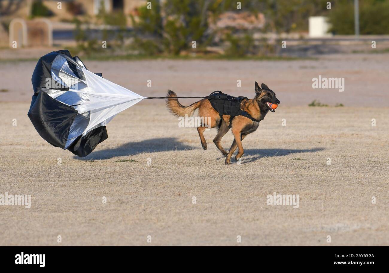 Belgian Malinois with a parachute doing resistance training at the park  Stock Photo - Alamy
