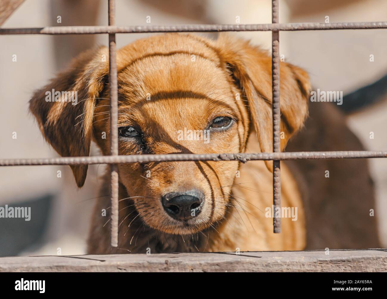 purebred red puppy in a wooden cage Stock Photo Alamy