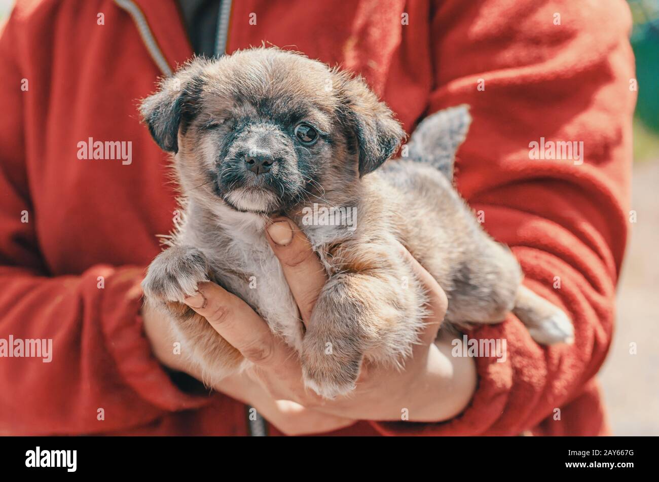 dog shelter purebred oneeyed puppy in the arms of woman wears red