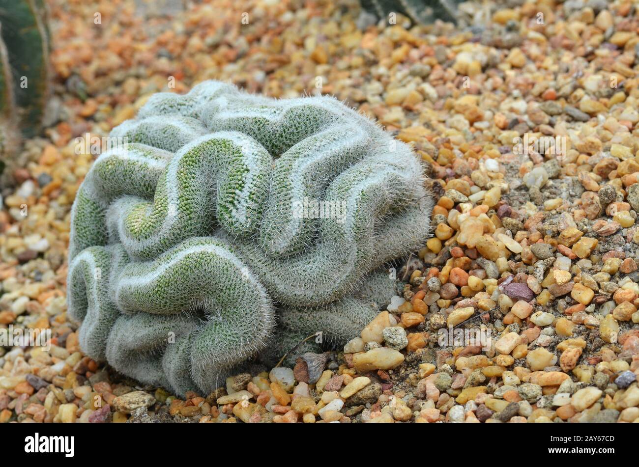 Green cactus that looks like the brain Stock Photo