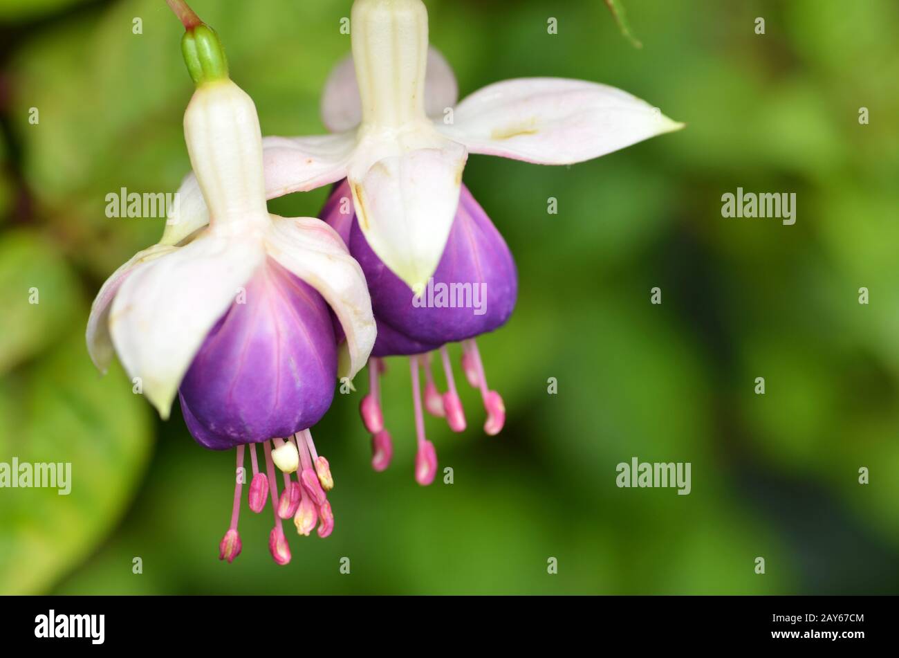 Purple Ballerina Flowers Stock Photo Alamy purple-ballerina-flowers-stock-photo-alamy