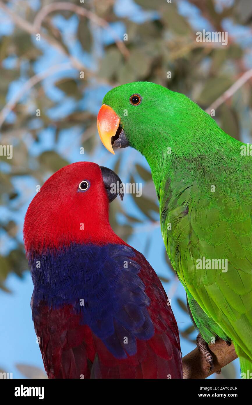 parrot green male red female