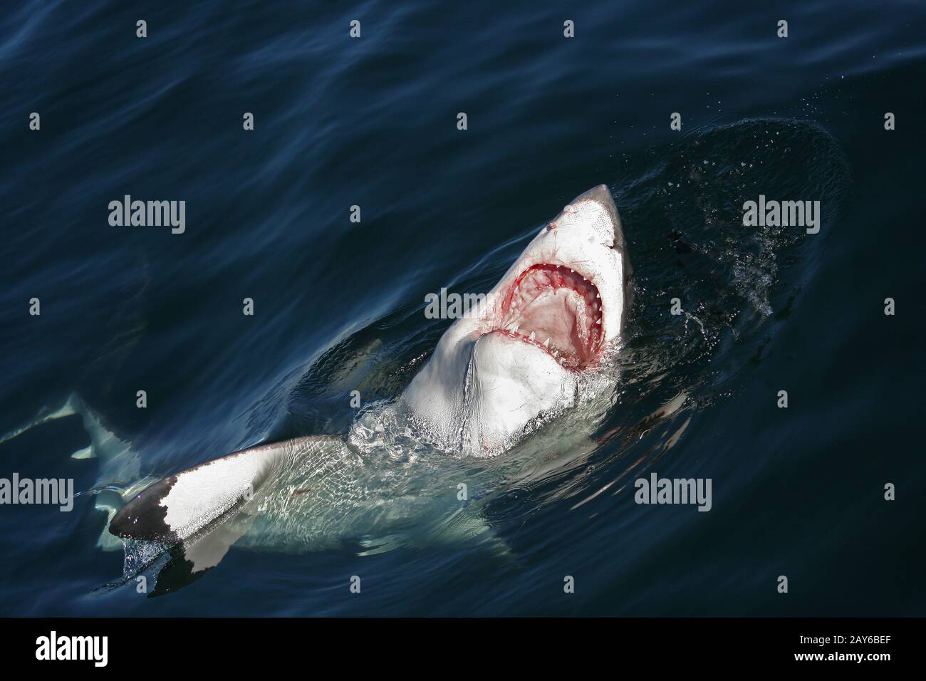 Great White Shark, carcharodon carcharias, Head of Adult at Surface, Open Mouth, False Bay in South Africa Stock Photo