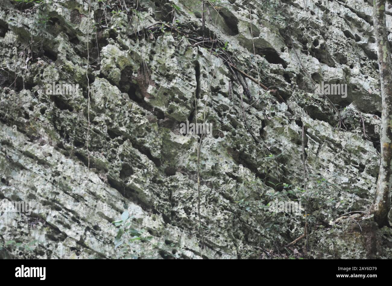 Limestone cliff walls in Limones de Tuabaquey natural reserve, Camaguey ...