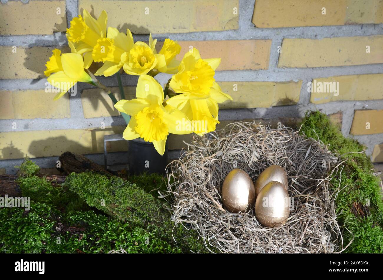 Arrangement with yellow Daffodil, moss and an nest with golden eggs. Stock Photo