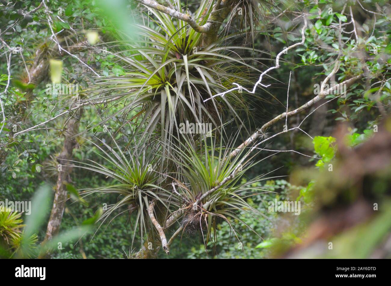 Epiphytic vegetation in Limones de Tuabaquey natural reserve, Camaguey province, southern Cuba Stock Photo