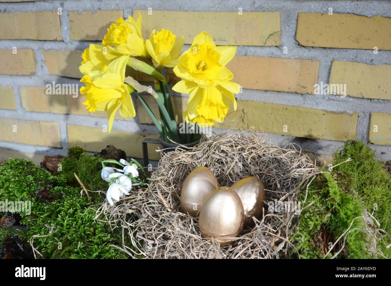 Arrangement with yellow Daffodil, moss and an nest with golden eggs. Stock Photo