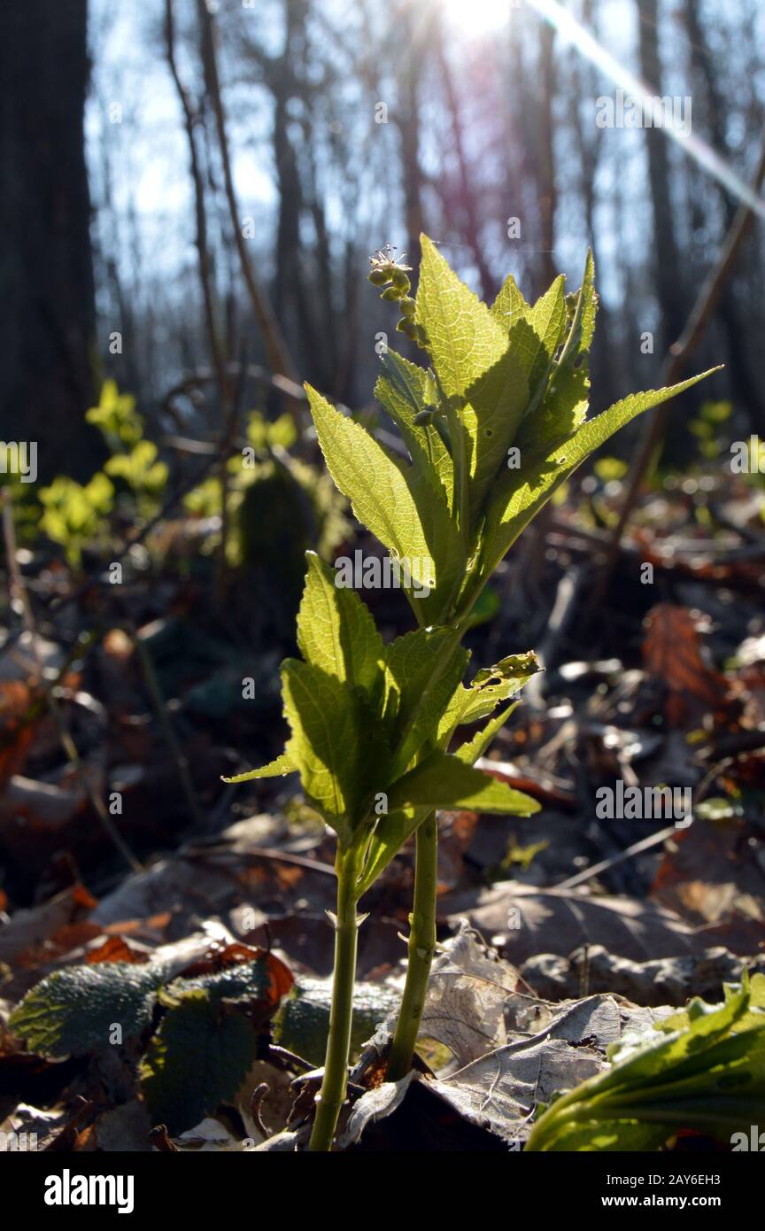 Jeune pouce d'arbre entre eux feuilles morte dans le forêt. Stock Photo