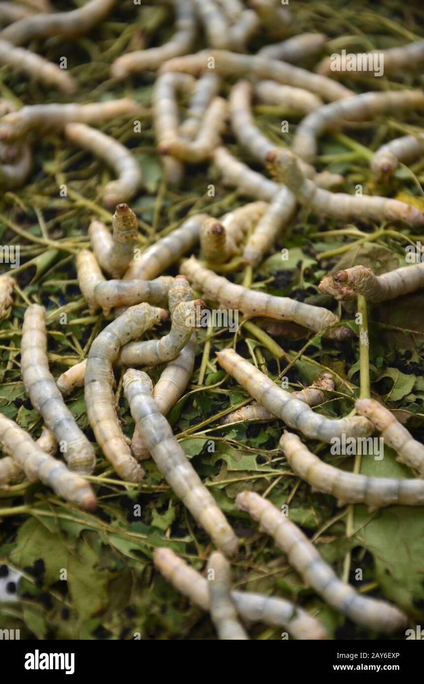 Silkworms in silk farm, Siem Reap Stock Photo Alamy
