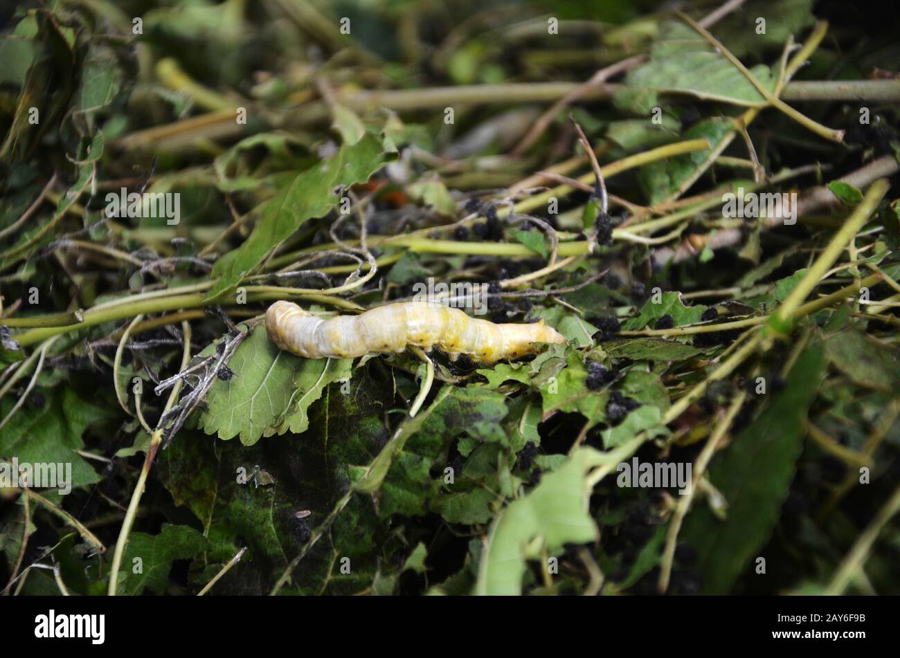 Silkworms in silk farm, Siem Reap Stock Photo Alamy