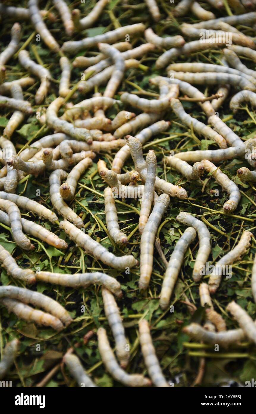 Silkworms in silk farm, Siem Reap Stock Photo Alamy