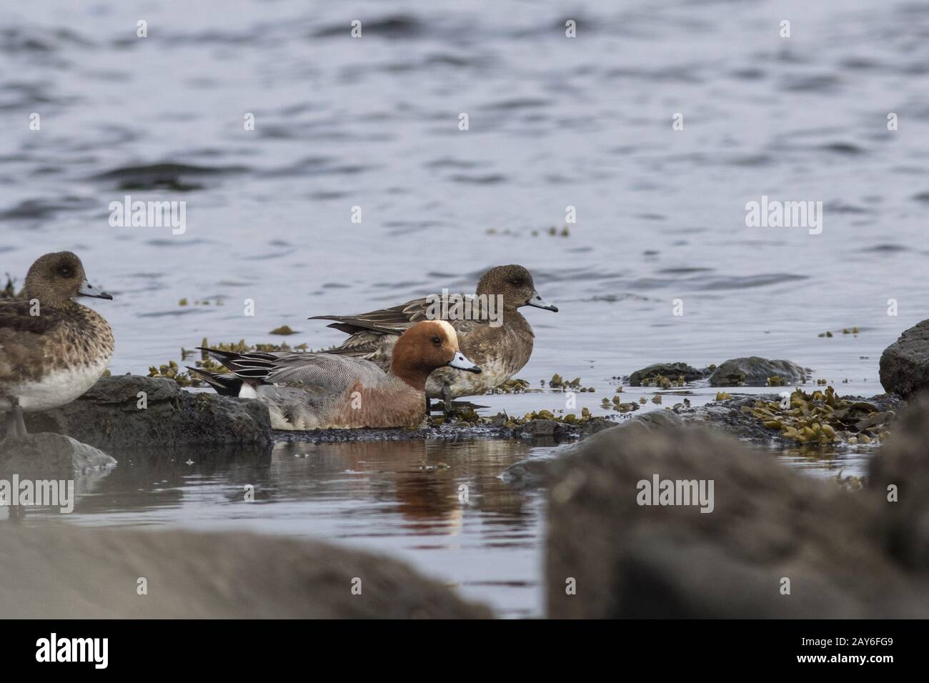 male and female wigeon that feed in shallow water in the spring afternoon Stock Photo