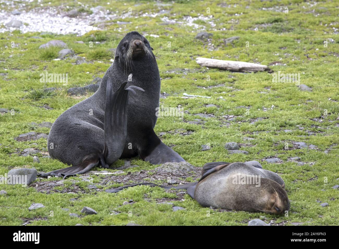 Northern fur seal sitting on the grass with their flippers Stock Photo