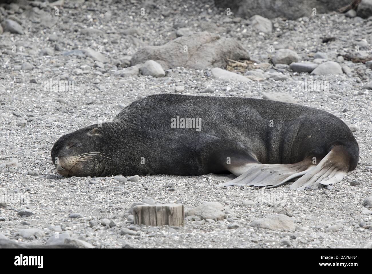 male northern fur seal lying on the ocean coast Stock Photo