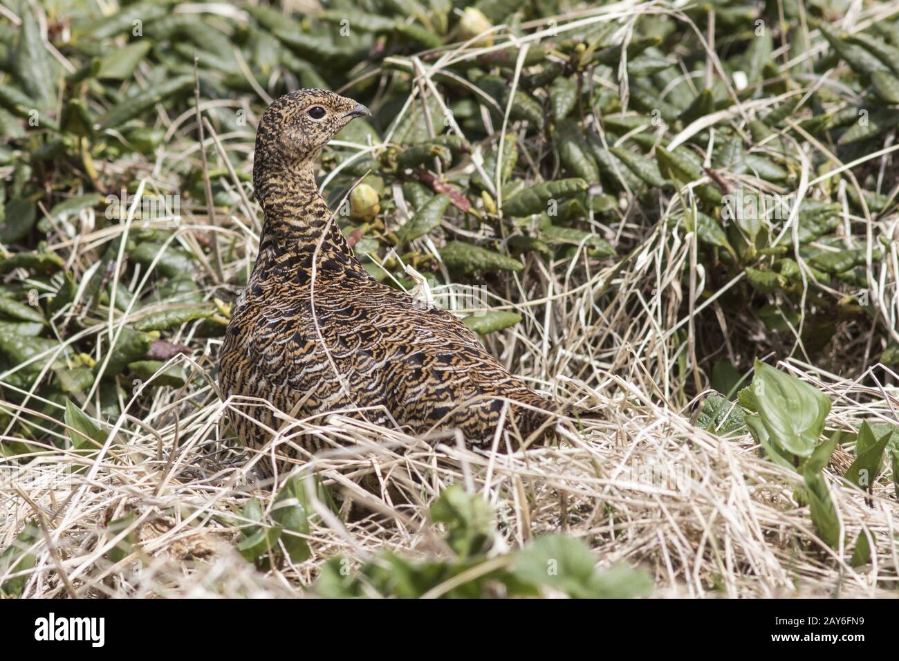 Rock Ptarmigan female standing in the midst of wild rosemary summer day Stock Photo