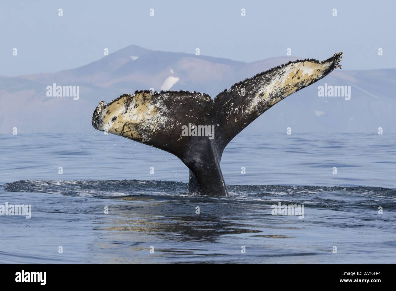 Tail humpback whale who dives into the water on the background of the ...