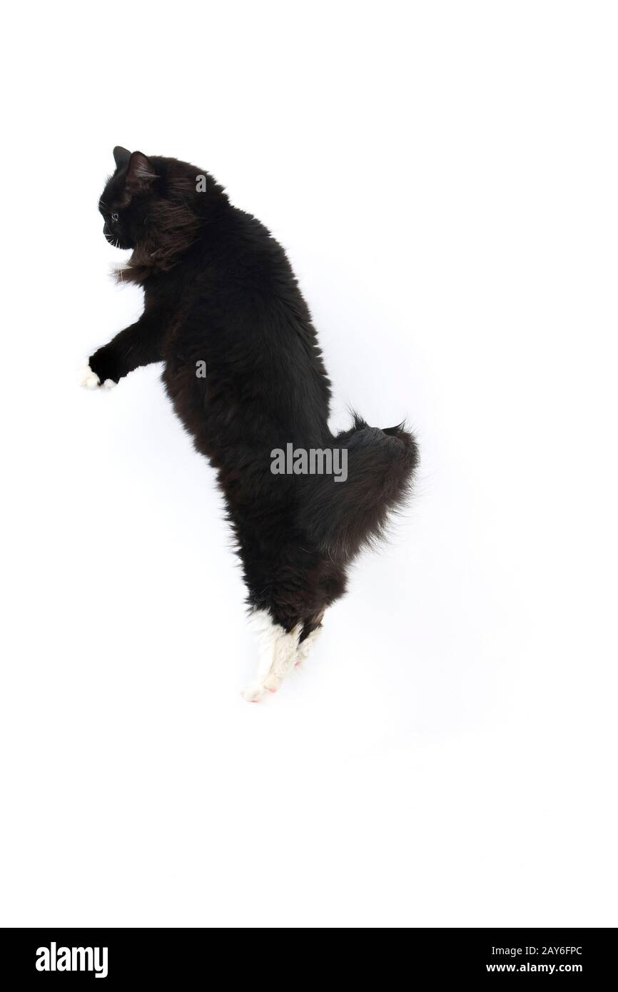 Black and White Siberian Domestic Cat, Female playing against White Background Stock Photo