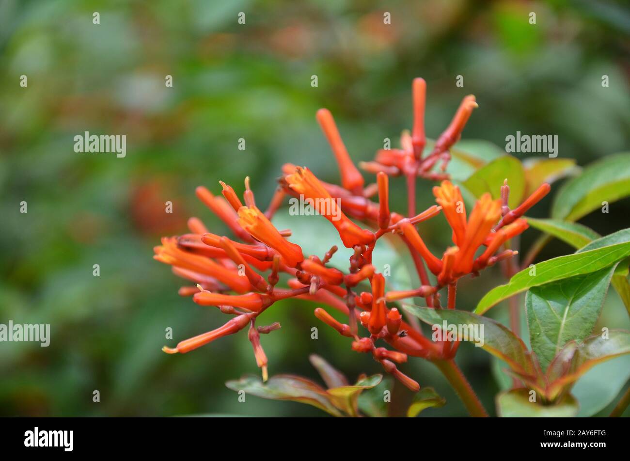 Hummingbird Bush flower Stock Photo