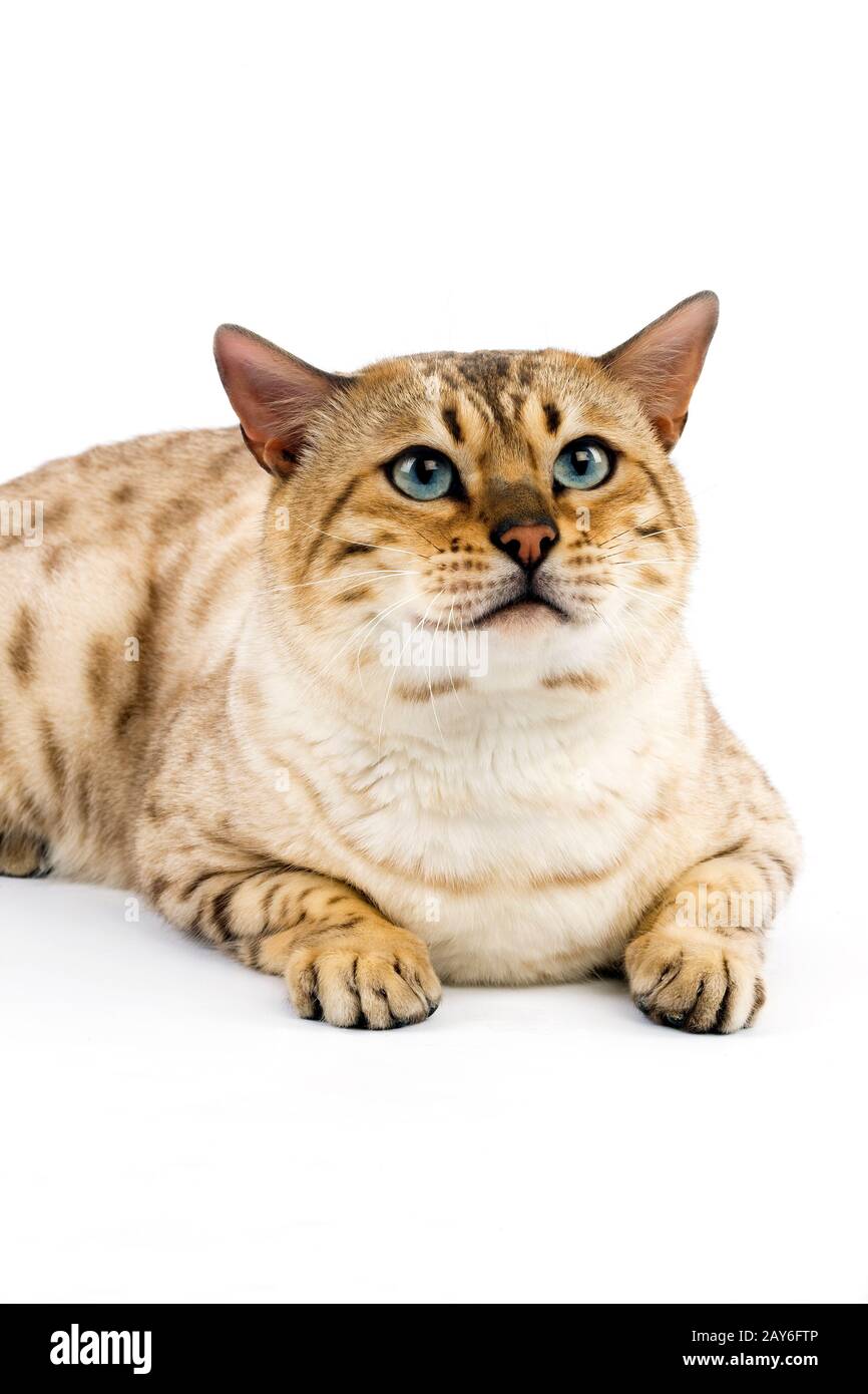 Seal Mink Tabby Bengal Domestic Cat, Male laying against White