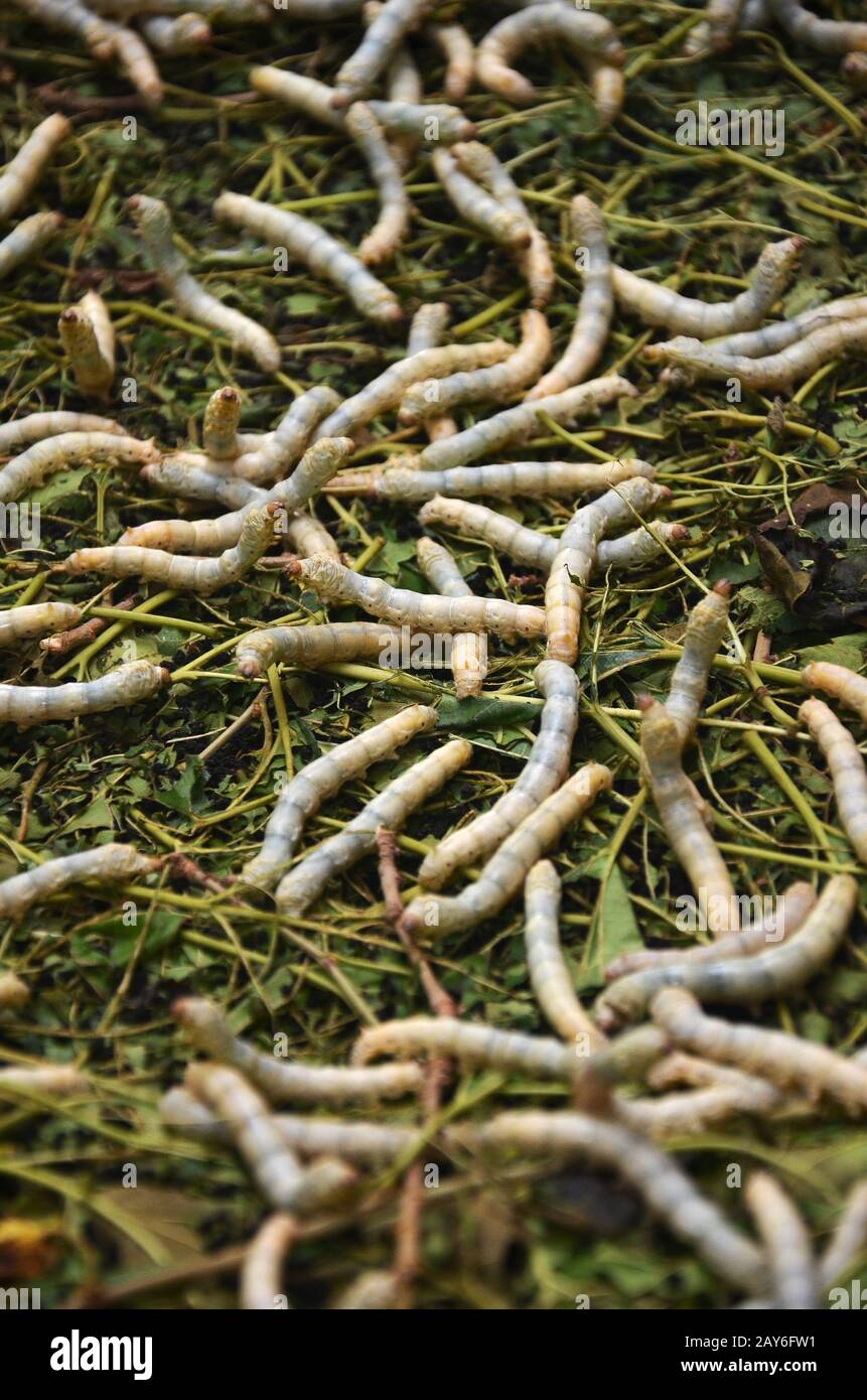 Silkworms in silk farm, Siem Reap Stock Photo Alamy