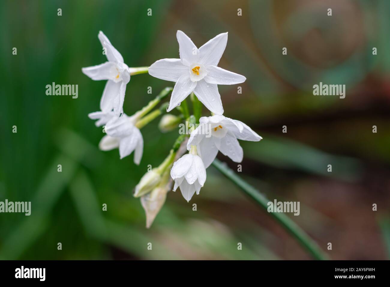 Narcissus polyanthus (tazetta, paperwhite, bunchflowered daffodil