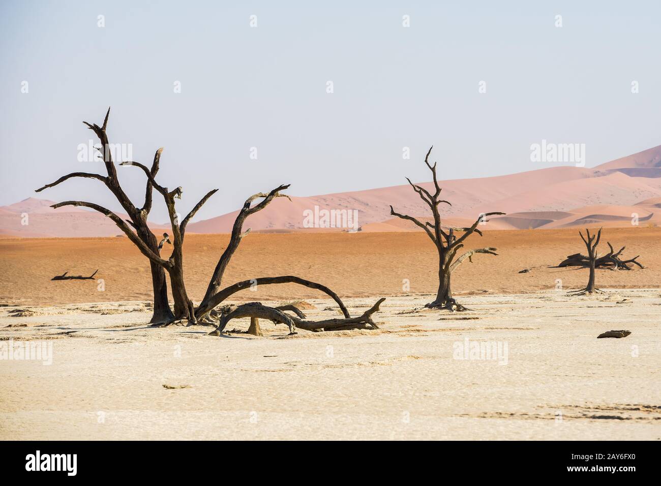 Close dead dry trees hi-res stock photography and images - Alamy