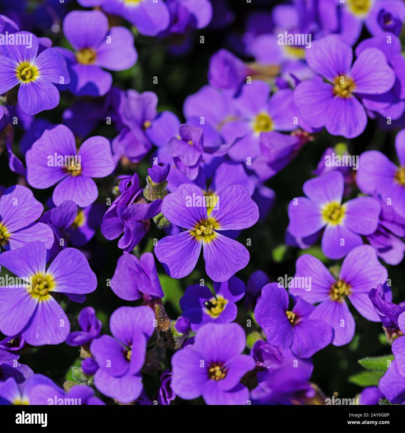 Blooming blue aubrieta, in the spring Stock Photo