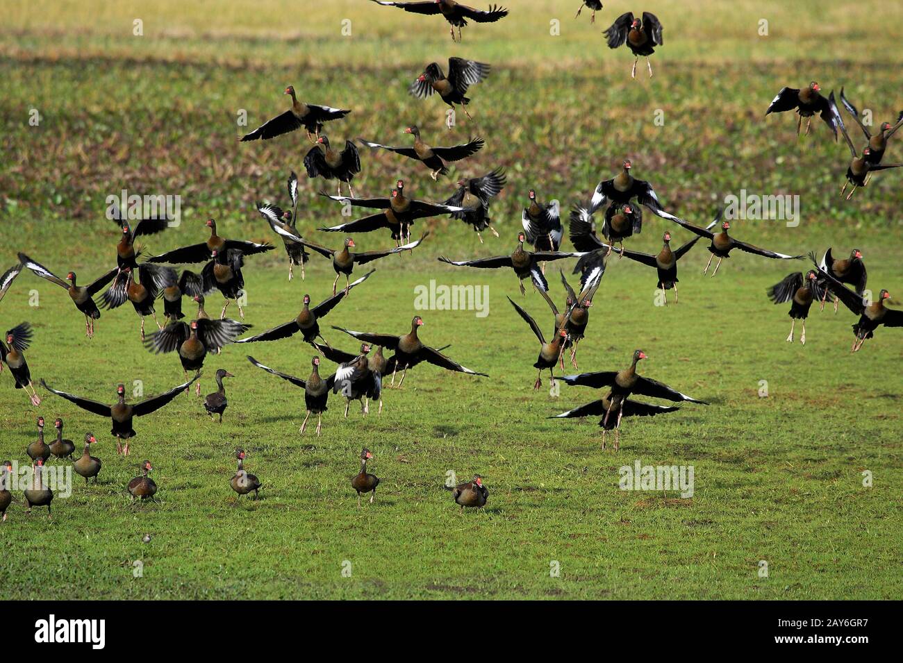 Red-Billed Whistling Duck, dendrocygna automnalis, Group in Flight, Los Lianos in Venezuela Stock Photo